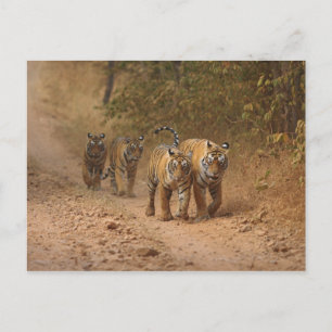 Carte Postale Tigers royaux du Bengale en mouvement, Ranthambhor