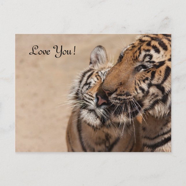 Carte postale - Tigers - Tiger Temple Thaïlande (Devant)