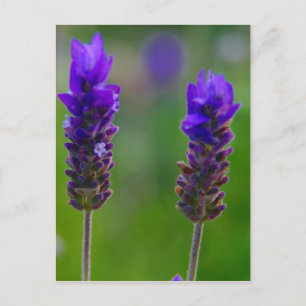 Carte Postale tiges de lavande