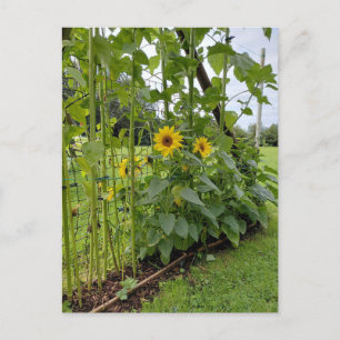 Carte Postale Tiges de tournesol avec fleurs jaunes