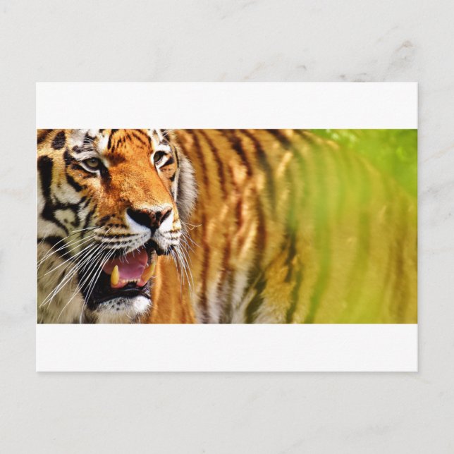 Carte Postale tiget-me (Devant)