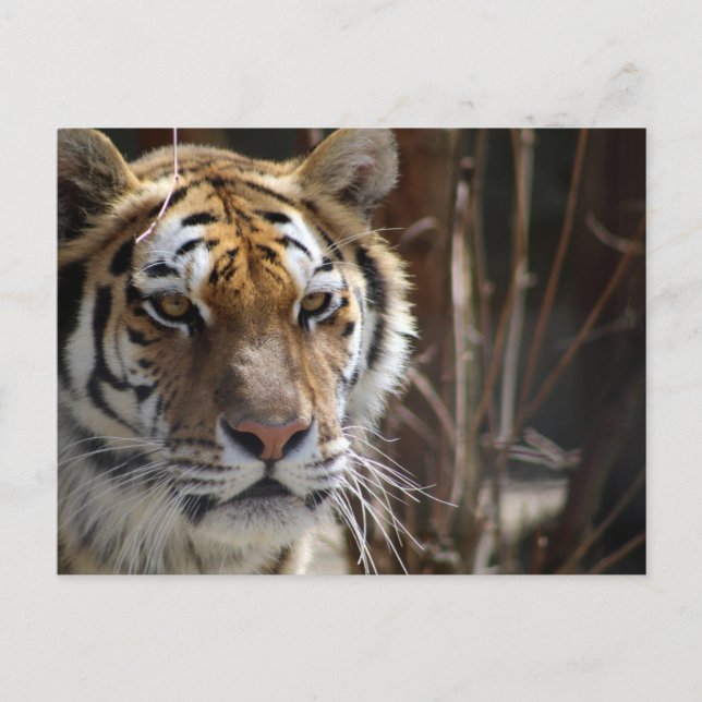 Carte Postale Tigre (Devant)