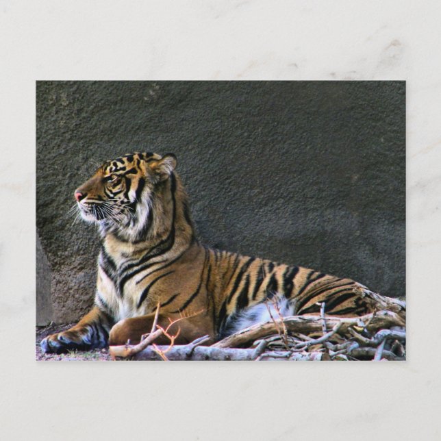 Carte Postale Tigre (Devant)