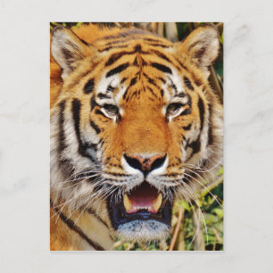 Carte Postale Tigre