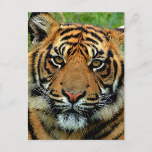 Carte Postale Tigre