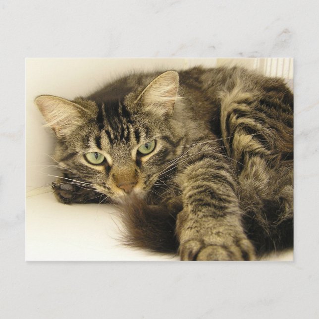 Carte Postale Tigre (Devant)