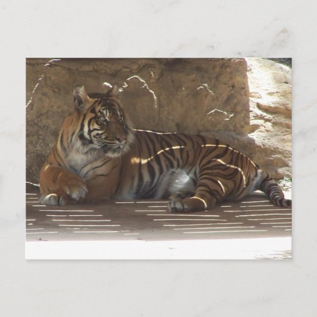 Carte Postale Tigre (Devant)
