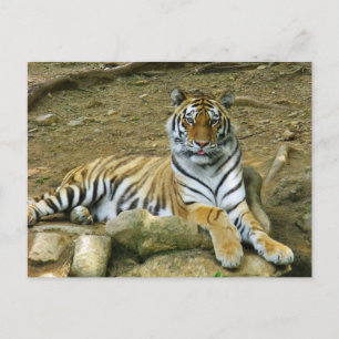Carte Postale Tigre