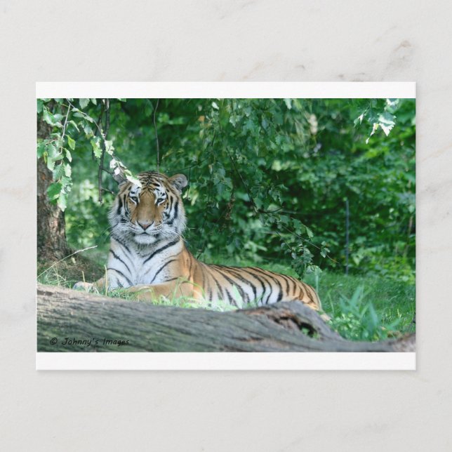 Carte Postale Tigre (Devant)