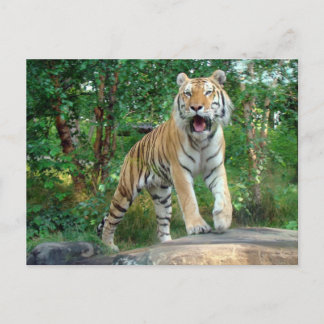 Carte Postale tigre