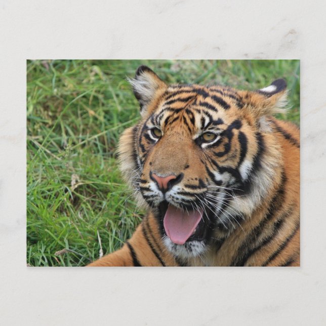 Carte Postale Tigre (Devant)