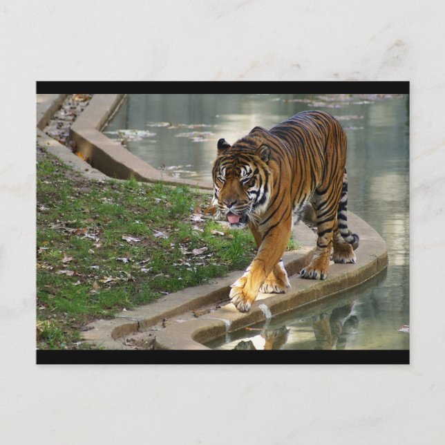 Carte Postale tigre (Devant)