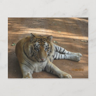 Carte Postale Tigre