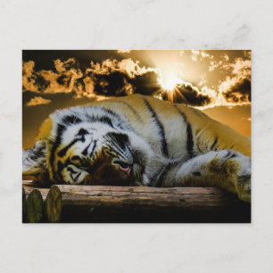 Carte Postale Tigre