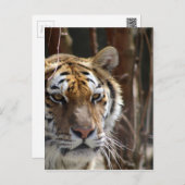 Carte Postale Tigre (Devant / Derrière)