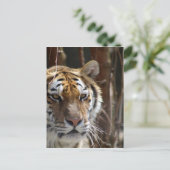 Carte Postale Tigre (Debout devant)