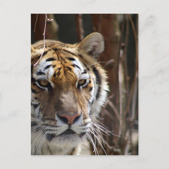 Carte Postale Tigre (Devant)