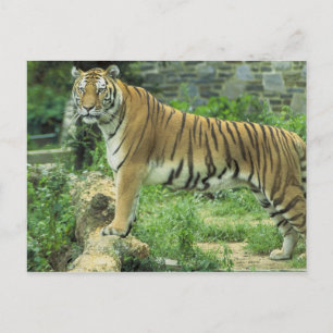 Carte Postale Tigre