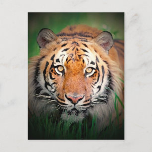 Carte Postale Tigre