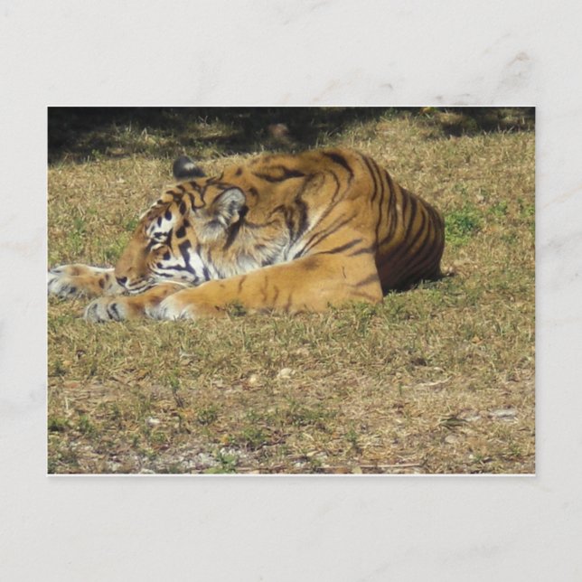 Carte Postale Tigre (Devant)
