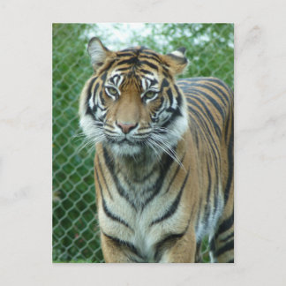 Carte Postale Tigre
