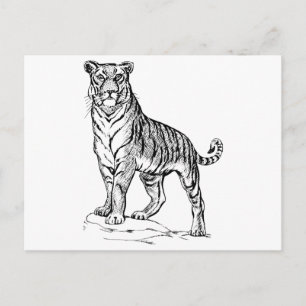 Carte Postale Tigre