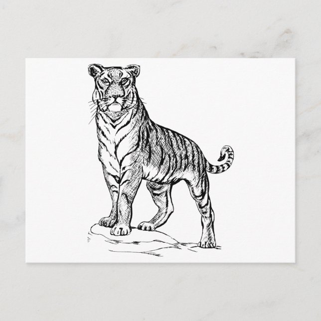Carte Postale Tigre (Devant)