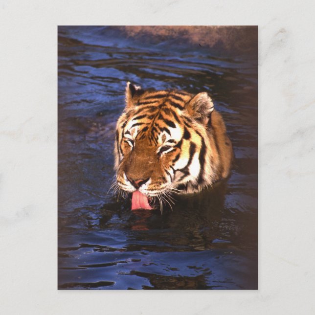 Carte Postale Tigre2 (Devant)