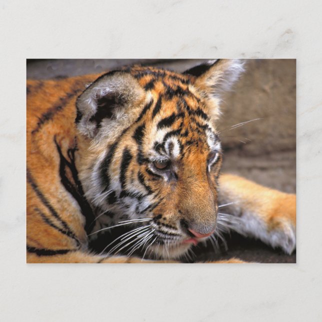 Carte Postale Tigre38 (Devant)
