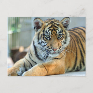 Carte Postale Tigre 034