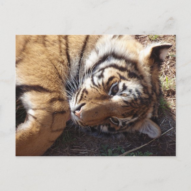 Carte Postale Tigre 2 (Devant)