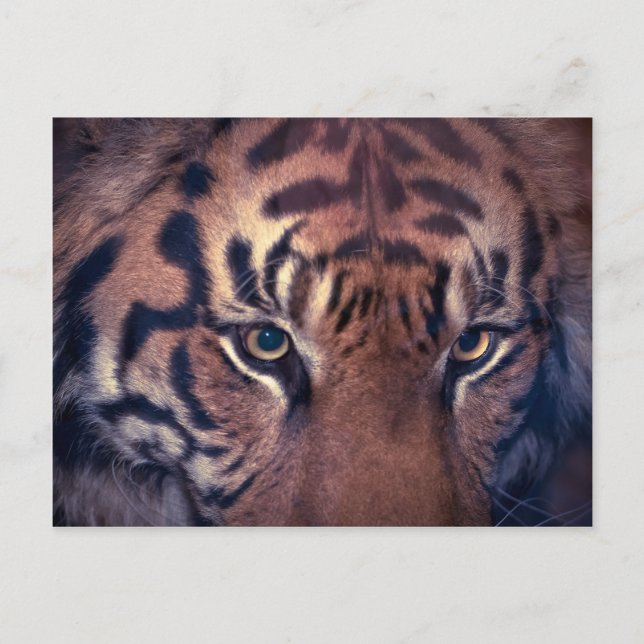 Carte Postale Tigre à ressort (Devant)