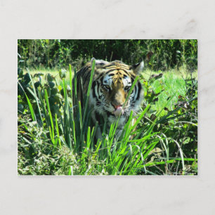 Carte Postale Tigre affamé