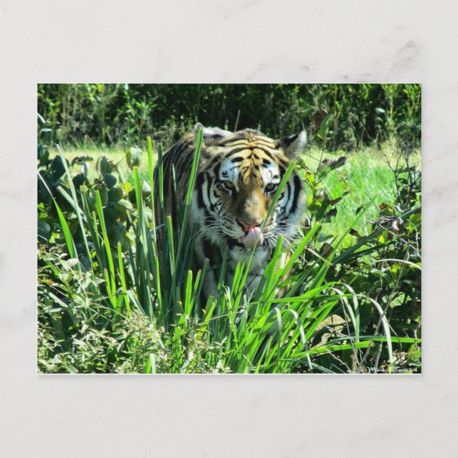 Carte Postale Tigre affamé (Devant)