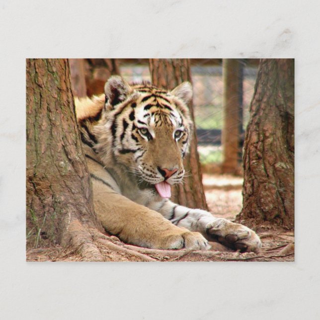 Carte Postale Tigre après une dure journée (Devant)