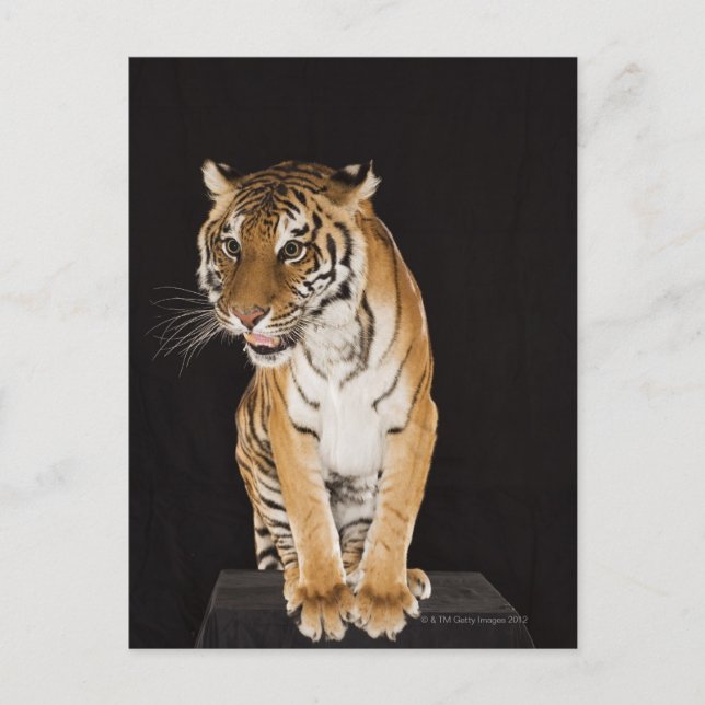 Carte Postale Tigre assis sur la plate-forme 2 (Devant)