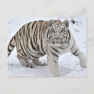 Carte Postale Tigre blanc