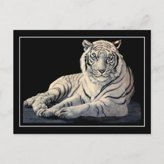 Carte Postale Tigre blanc