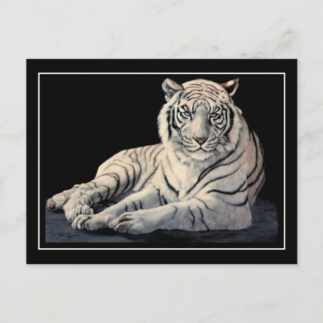 Carte Postale Tigre blanc (Devant)