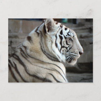 Carte Postale Tigre blanc