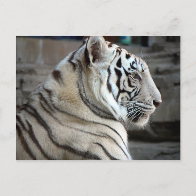 Carte Postale Tigre blanc (Devant)