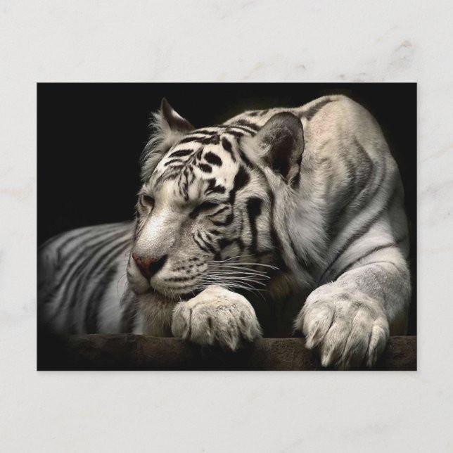 Carte Postale Tigre blanc (Devant)