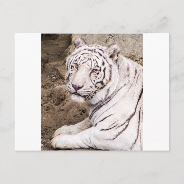 Carte Postale Tigre blanc (Devant)