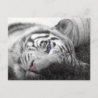 Carte Postale Tigre blanc
