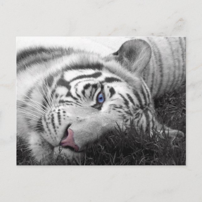 Carte Postale Tigre blanc (Devant)