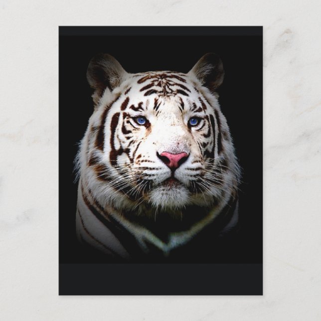 Carte Postale Tigre blanc (Devant)