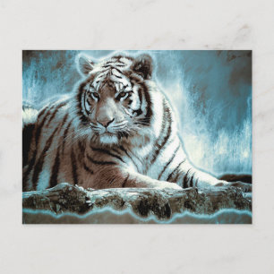 Carte Postale Tigre blanc