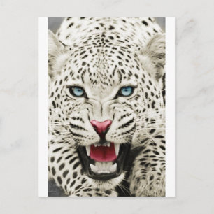 Carte Postale tigre blanc