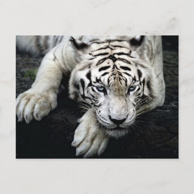 Carte Postale Tigre blanc (Devant)