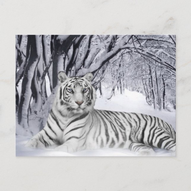 Carte Postale Tigre blanc (Devant)